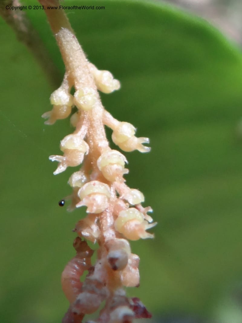 Antidesma, VC 5594--Thailand. Ranong Prov. Klong Naka Wildlife Sanctuary. 14 Nov 2012. DSC09055 (90).JPG
