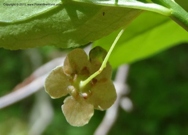 Euonymus obovatus, Davidson, C 12987--North Carolina. Clay Co. Perry Gap Rd, Barnard's Cr. 13 May 2015. DSC04860 (204).JPG