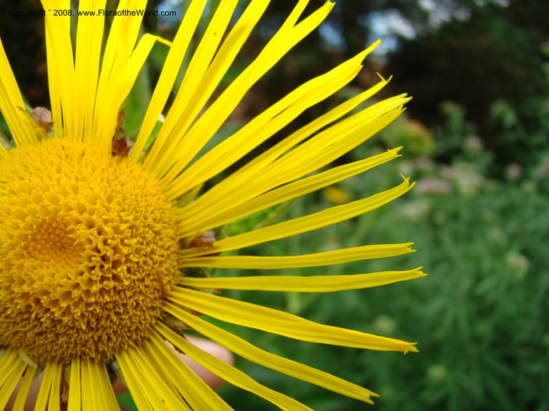 Inula magnifica--Slovenia. Ljubljana. University Botanical Garden. 7 Jul 08. 114.jpg