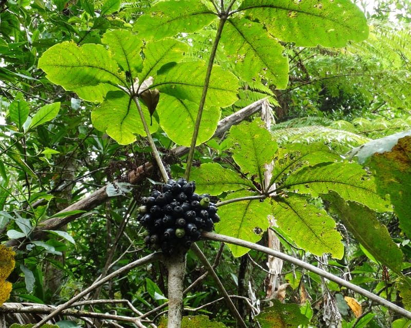 Plerandra insolita, Plunkett, G 3186--Fiji. Waisali Rainf. Reserve. 4 Nov 2015. DSC08848 (219).JPG