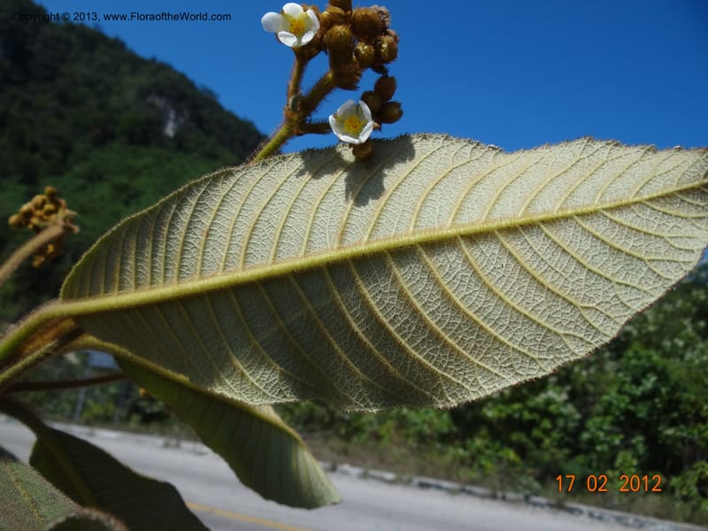 Saurauia sp. unk., Martinez-Melendez, M 427--Mexico, Chiapas, Palenque-Ocosingo 17 Feb 2012  3225 (6).JPG