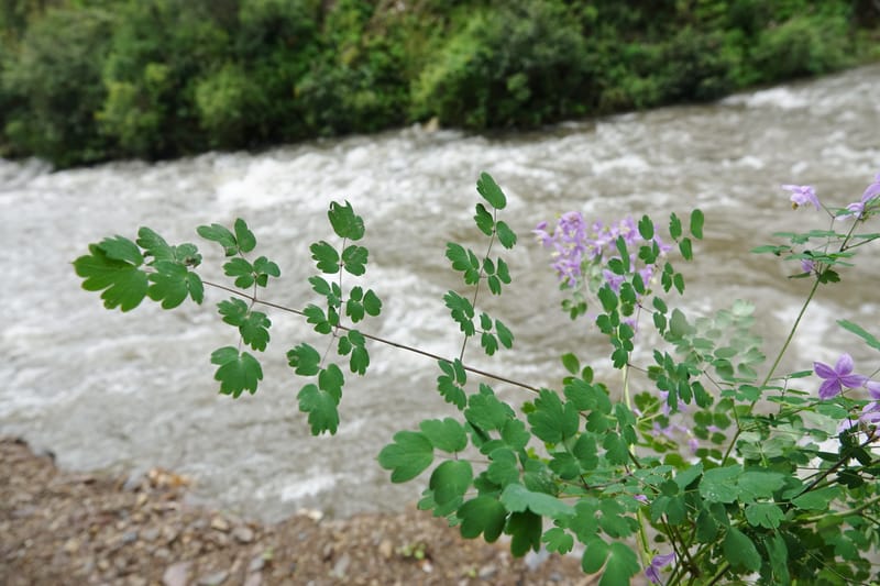 Thalictrum delavayi, C. Davidson 13765--China. Sichuan. Yibailingba-gou. 12 Aug 2017. DSC04660 (242).JPG