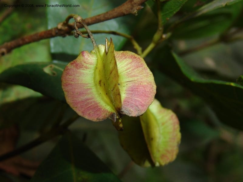 Combretum nelsonii--So. Africa. Lowveld Nat. Bot. Gard. 14 Mch 05. 094.jpg
