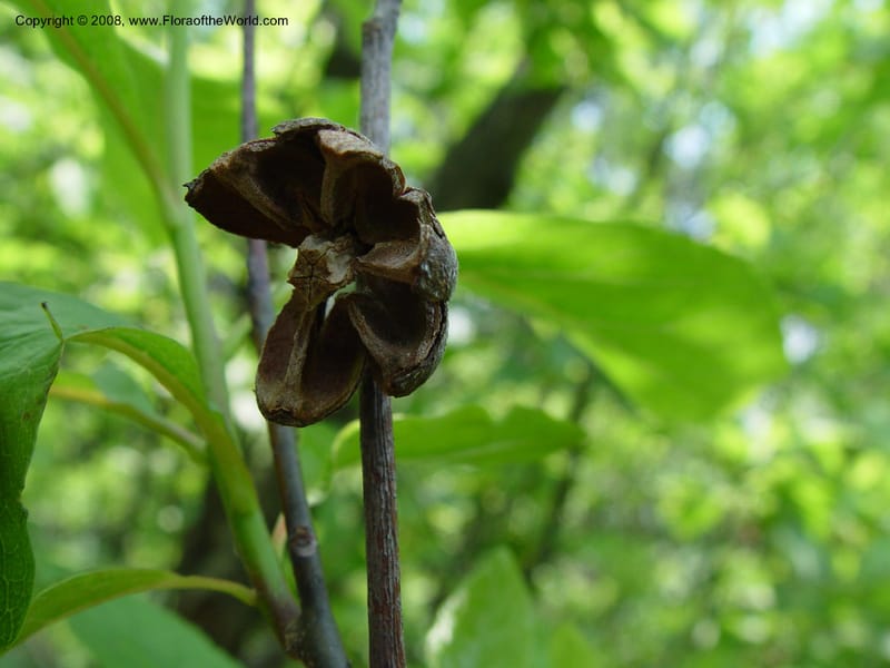 Franklinia alatamaha--MA. Arnold Arboretum. 30 Jun 03. 143.jpg