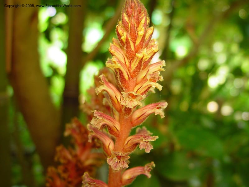 Orobanche minor--So. Africa. Harold Porter National  Bot. Gard. 21 Nov 02. 003.jpg