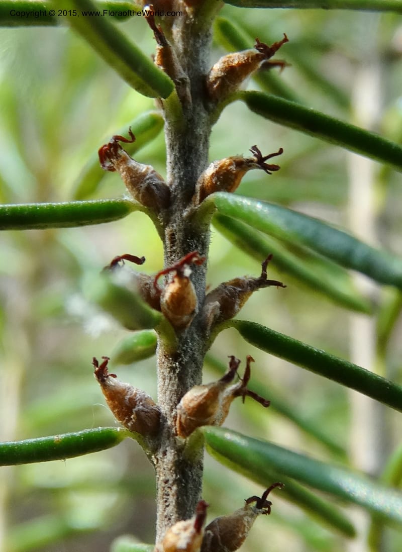 Ceratiola ericoides, Davidson, C 13062--South Carolina. Lexington Co. Redmond Rd. 20 May 2015. DSC06945 (8).JPG