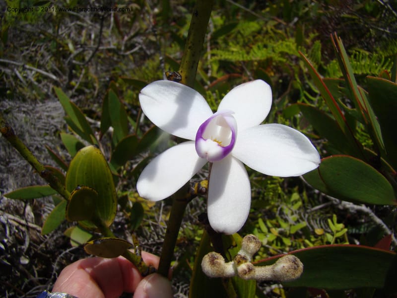 Eriaxis rigida,  Munzinger, J 4772--New Caledonia, Prov N, Col d'Amoss,  14 Nov 2007, 185 (15).jpg