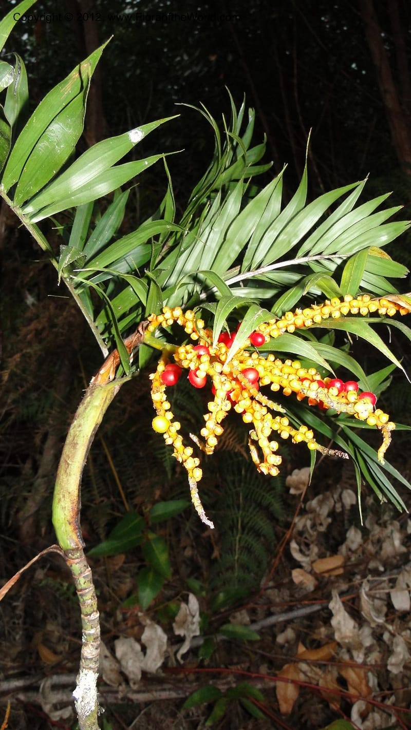 Dypsis, N. Manjato 197--Madagascar. E of Ambositra toward Antoetra. 2 May 2010 452 (4).jpg
