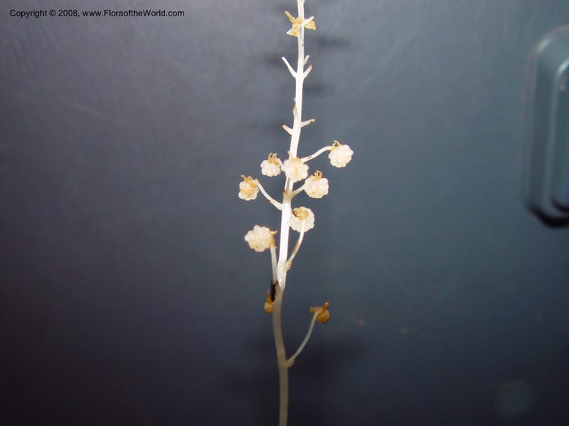 Sciaphila albescens, JSmith4184--Fr. Guiana. Kaw Mts. 'Caves Trail'. 20 Mch 02. 001.jpg