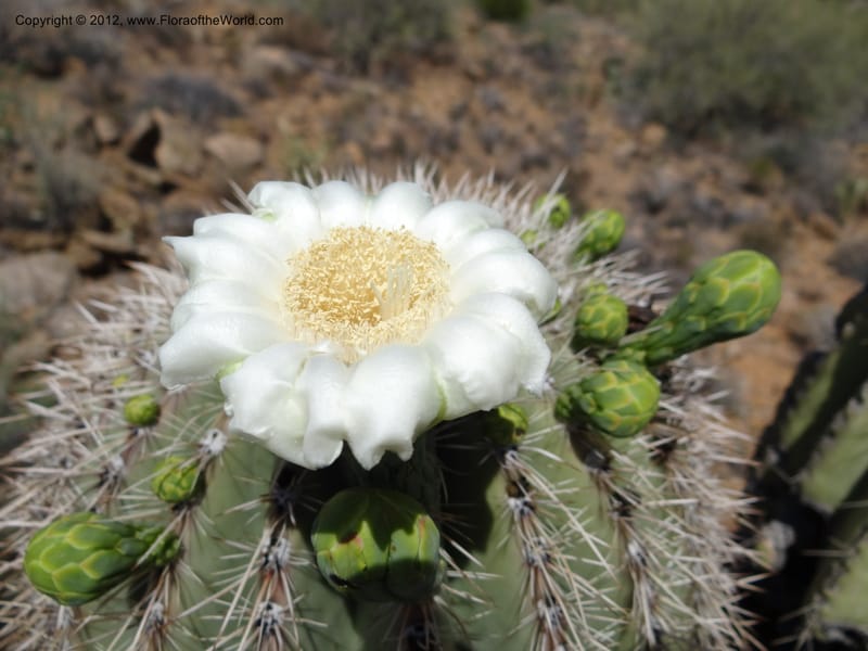 Carnegiea gigantea, Davidson, C 11933--AZ. Yavapai Co. Crown King Rd. 7 May 2012. DSC0894 1 (202).JPG