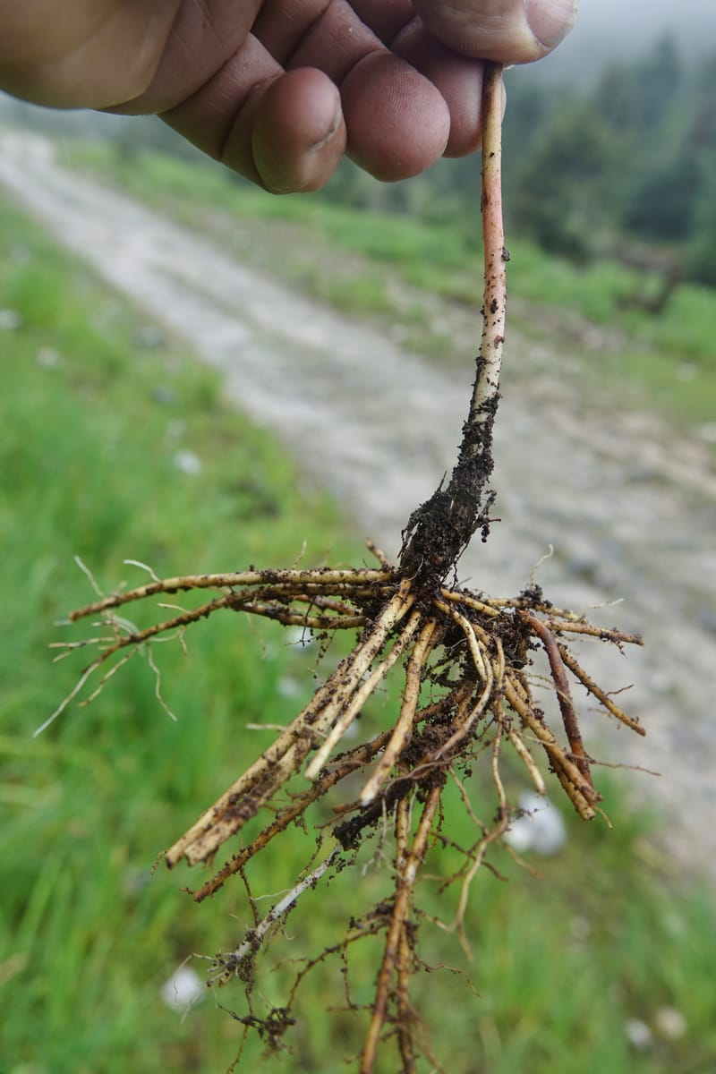 Podophyllum hexandrum, D. Boufford 43981--China. Yunnan. Tianbao Shan. 10 Aug 2017.  (293).JPG