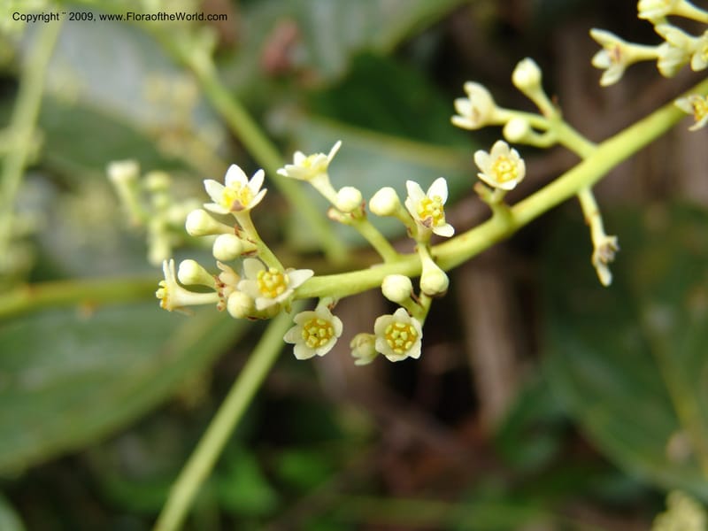 Nectandra, DNeill15914--Ecuador. Prv. Zam. Ch. C del Condor. Wawaime plot. 22 Sep 07. 391.jpg