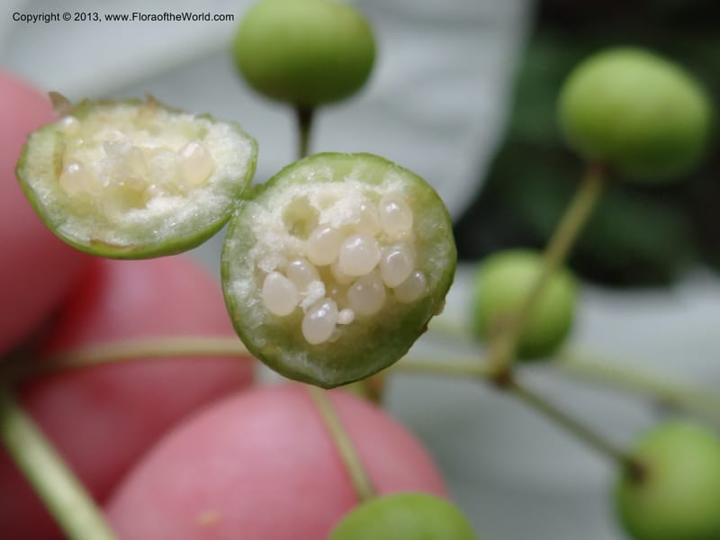 Idesia polycarpa, Yi Yu SQS2012007--China. Anhui Prov. San Qing Shan. 3 Jun 2012. DSC01600 (37).JPG