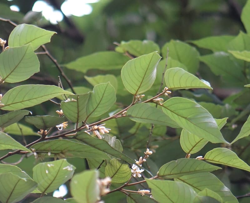 Styrax suberifolia, Chung Kuo-Fang 3354--Taiwan. Wulai Distr. Wulai village. Chia Jiao Liao. 19 May 2016.  (54).JPG