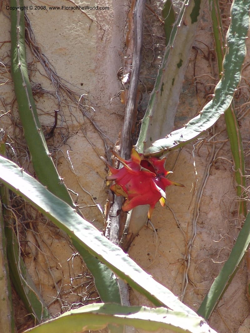 Heliocereus undatus, s.n.--MX. Oaxaca. Oaxaca. Jardin Etnobotanico. 5 Aug 2007. 505.jpg