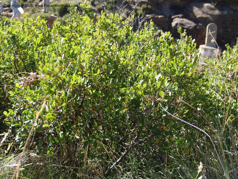 Rhus--So.Africa. E. Cape. Joubert's Pass, SE of Lady Gray. 9 Mch 05. 065.jpg