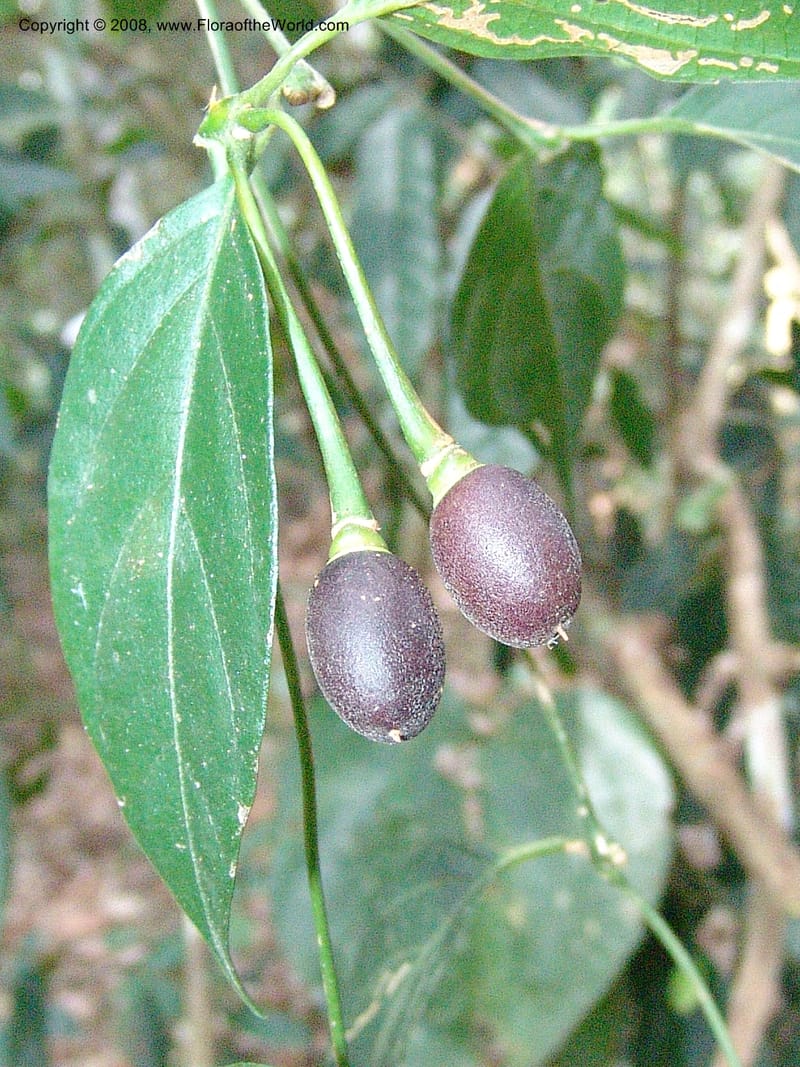 Mendoncia aspera, AAraujoM3015--Bolivia.  Pq. Nal. Madidi. Rio Tuichi. Aguapolo. 21 Sep 06. 059.jpg