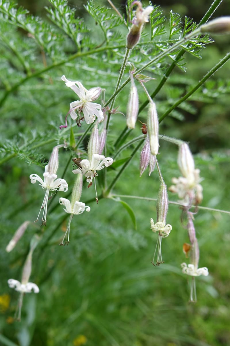 Silene nutans subsp. nutans,  Davidson, C 13266--Switzerland. Oberwald. Chapel St. Nikolas. 2 Jul 2016. DSC07728 (780).JPG