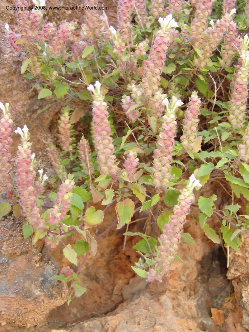 Scutellaria sieberi--Crete. Ep. Kydonia. Akrotiri. Trail Gouvernetos . 23 May 05. 062.jpg