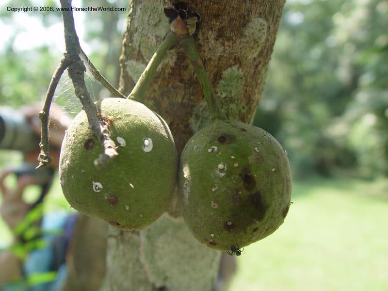 Ficus gillettii--Ghana. Aburi Botanic Garden. 11 Dec 03. 325.jpg