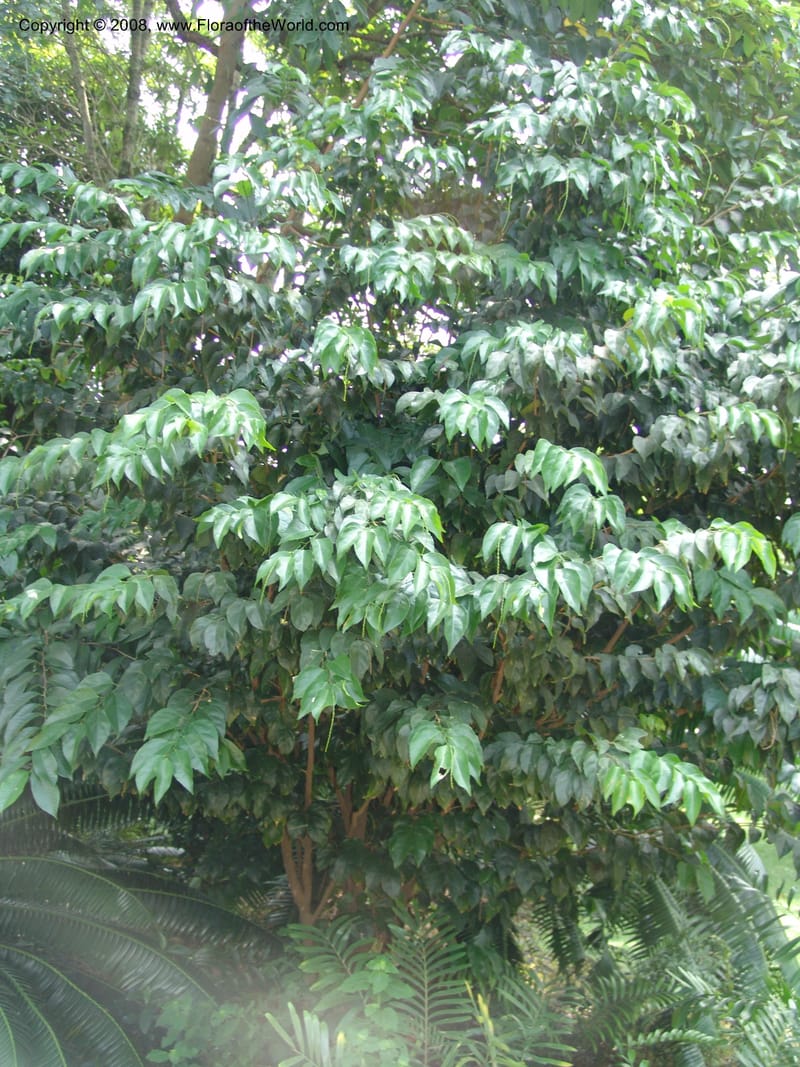 Tannodia swynnertonii--So. Africa. Lowveld Nat. Bot. Gard. 14 Mch 05. 402.jpg
