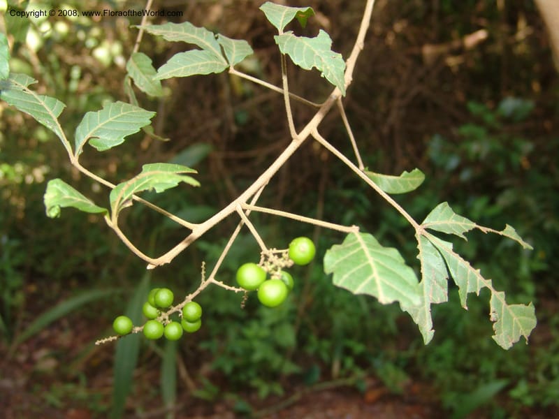 Allophyllus africanus--So.Africa. Mpumal. Moodie Mts.  18 Mch 05. 481.jpg
