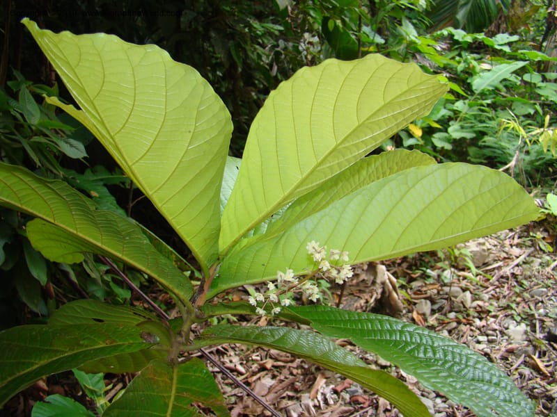 Ocotea valerioides, B. Hammel 24650--Costa Rica. Prov. Limon. Selva Bananito Lodge. 12 Apr 08. 267.jpg
