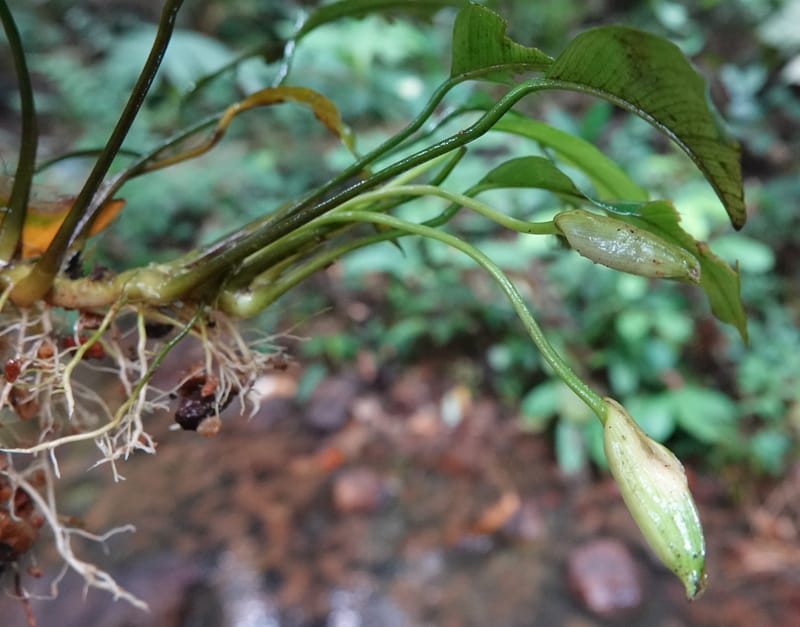 Anubias, C. Davidson 13942--Gabon. Maurel & Prom Oil Rd. 2 Nov. 2018. DSC01376 (64).JPG