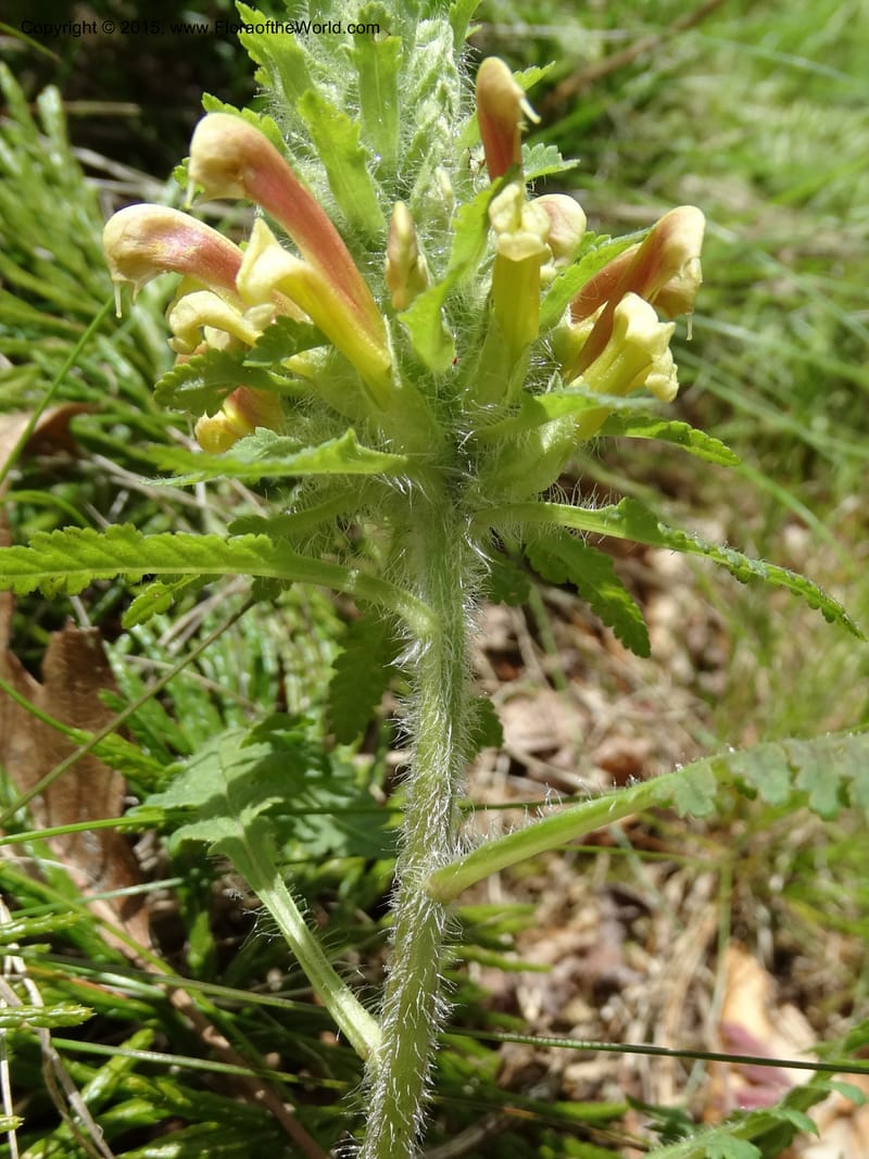 Pedicularis canadensis, Davidson, C 12963--North Carolina. Trans. Co. NC 215 and BRP. 12 May 2015. DSC04292 (59).JPG