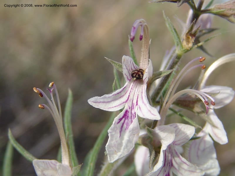 Teucrium pseudochamaepitys--Spain. Prov. Alm. Cabo d Gata. Jard.Bot.El Abardinal. 23 Apr 05. 130.jpg