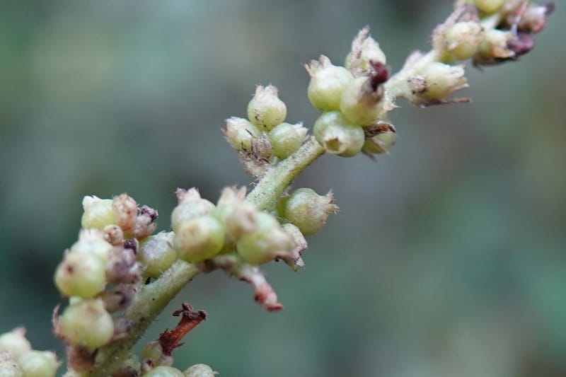 Wendlandia ligustrina, D. Boufford 44129--China. Yunnan. Meizi Lake Park. 3 May 2018. DSC01424 (238).JPG