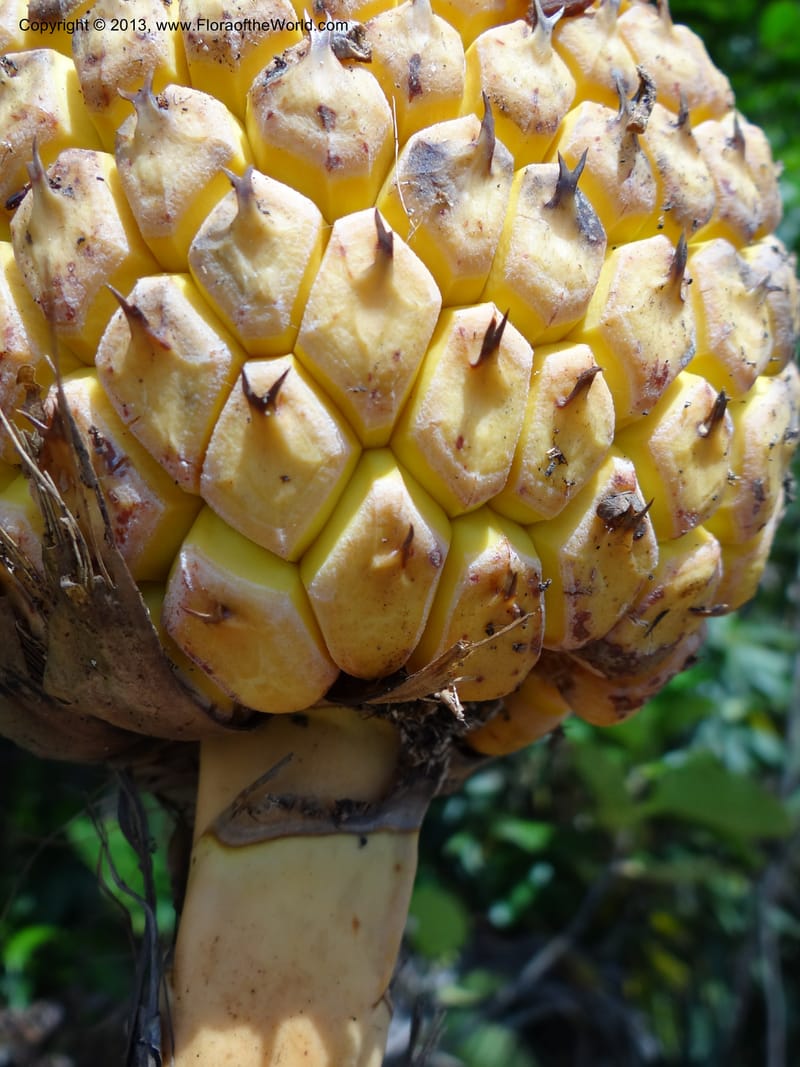 Pandanus kamiae, Callmander, M 1021--Sabah. Klias Forest Reserve. 3 Apr 2012. DSC06489 (93).JPG