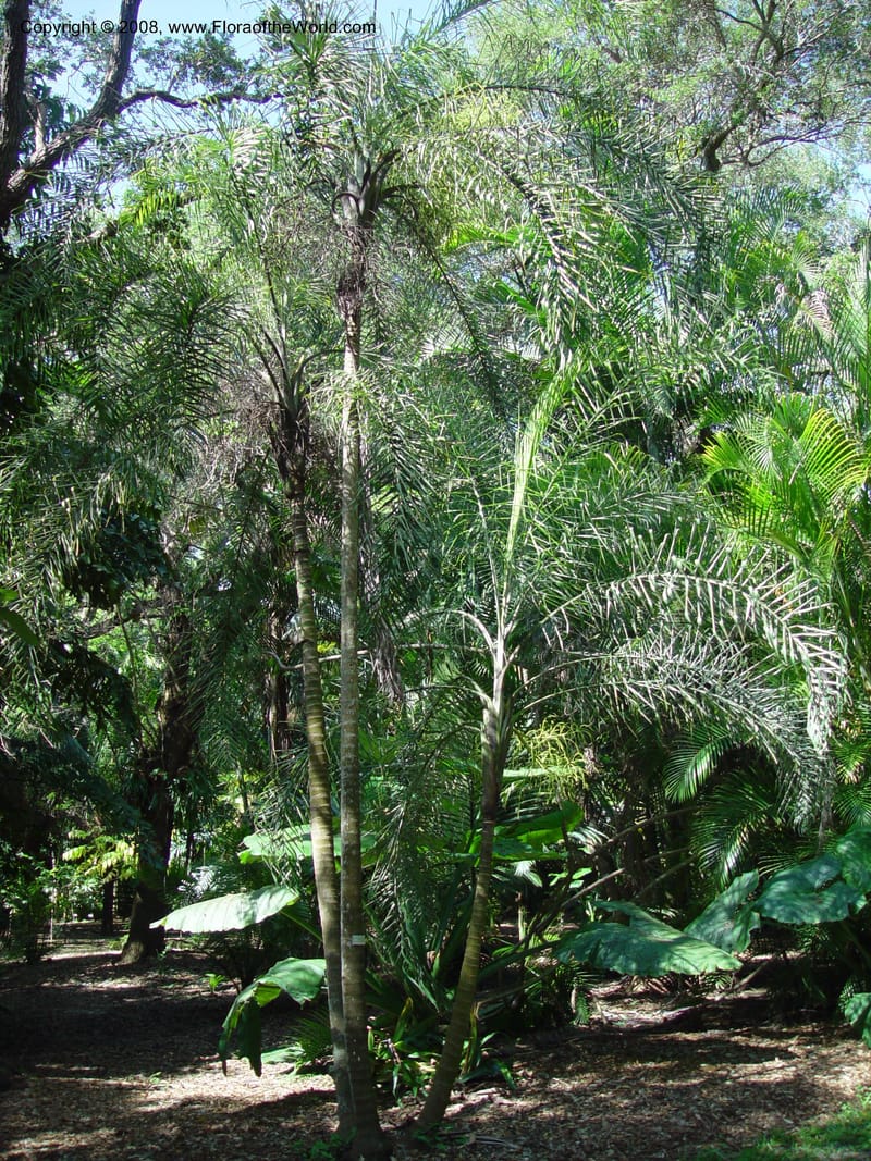 Dypsis madagascariensis--FL. Fairchild Tropical Gard. 6 Apr 03. 043.jpg