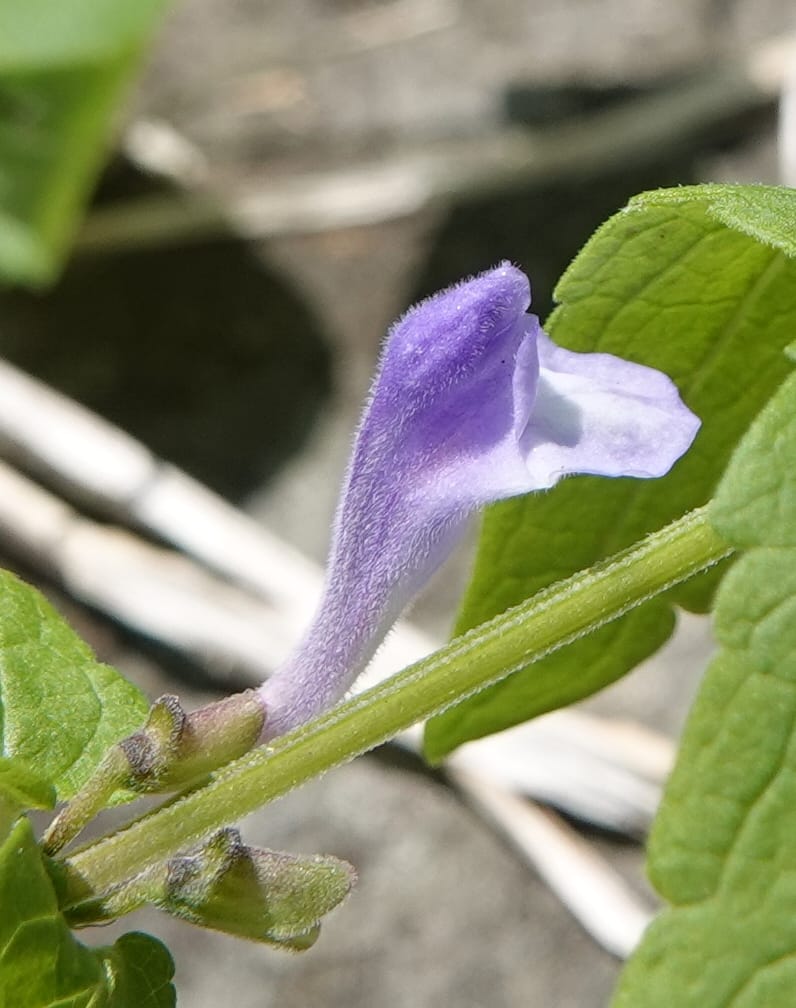 Scutellaria galericulata, C. Davidson 13882--ID. Fremont Co. Henry's Fork River. Box Canyon. 31 Jul 2018. DSC08304 (139).JPG