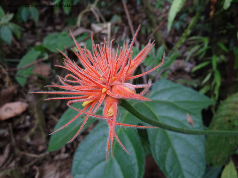 Gurania, Hammel 26196--Costa Rica. Cuesta de Burro. 6 Mar 2012. DSC04788 (432).JPG