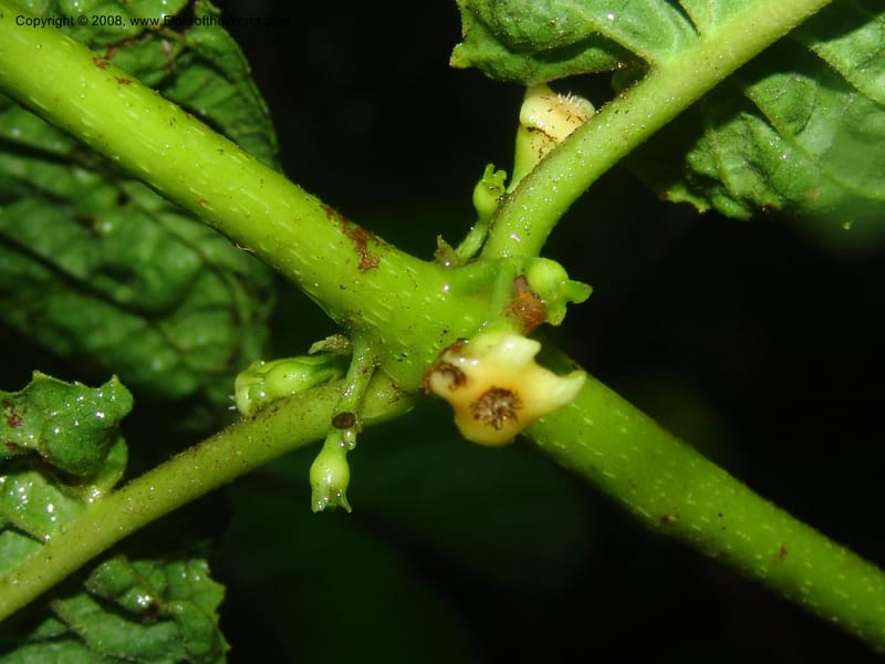 Siparuna subinodora, AAraujoM1193--Bolivia. Pq. Nac. Madidi. Rio Tuichi, Rudidi Cr. 28 Nov 04. 254.jpg