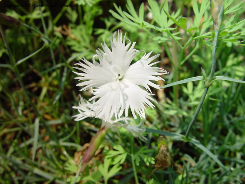 Dianthus petraeus ssp. noeanus--France. Paris. Jardin des Plantes.  30 May 03. 113.jpg