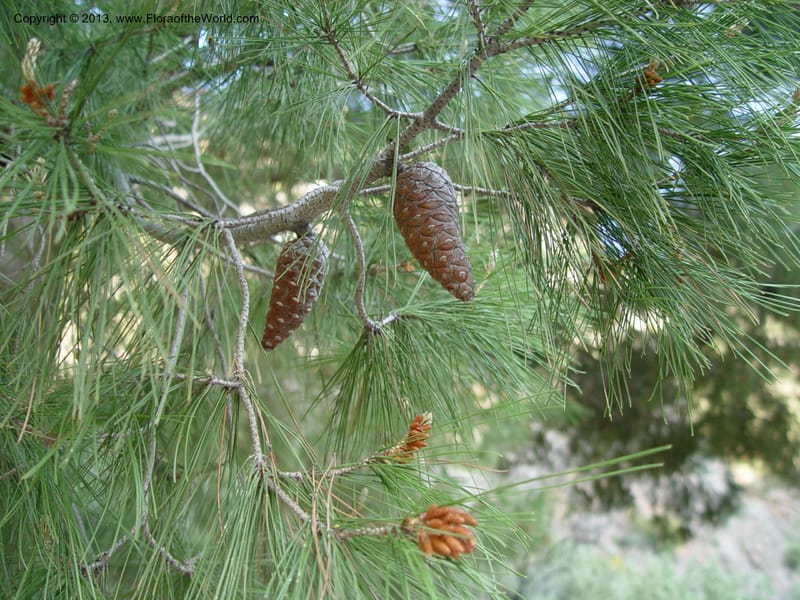 Foliage and seed cones hanging from a pine branch