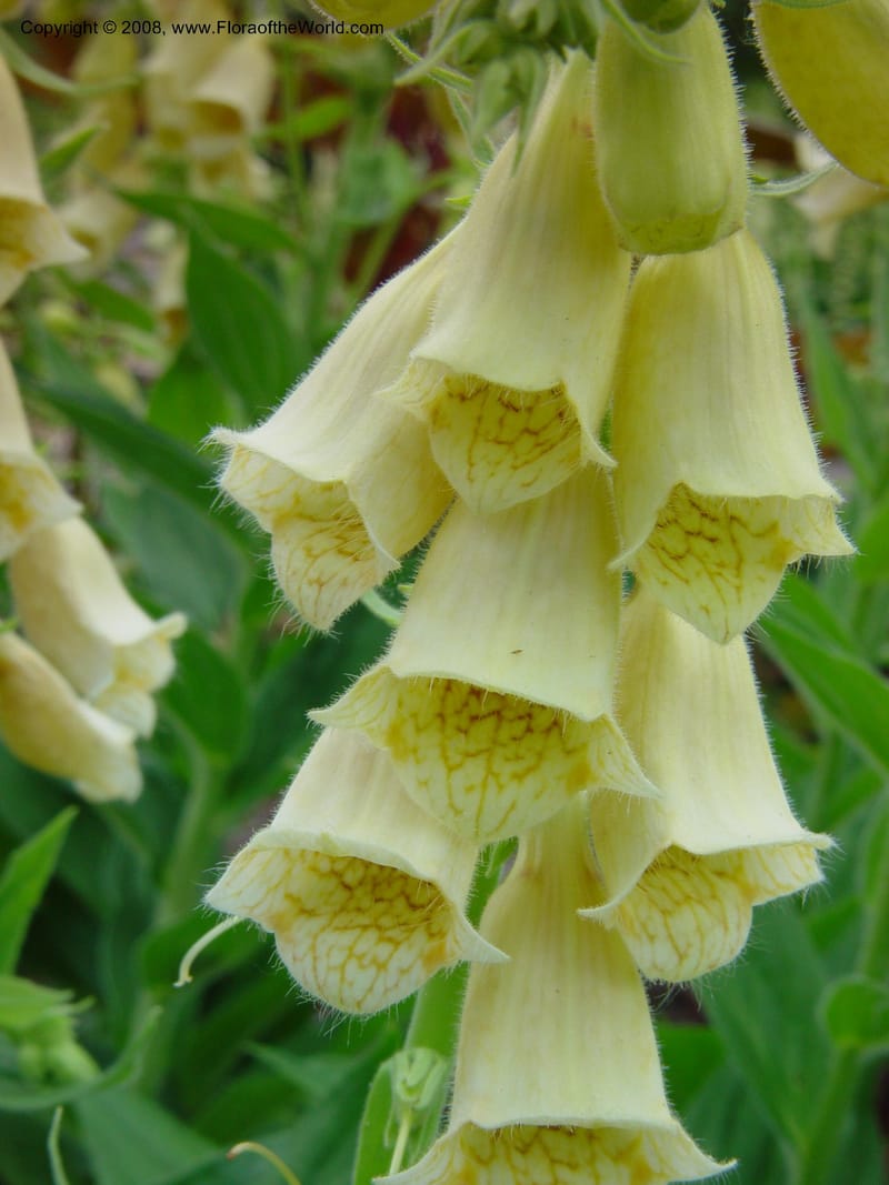 Digitalis obscura--ID. Blaine Co. Sawtooth Botanical Garden. 17 Jul 02. 035.jpg