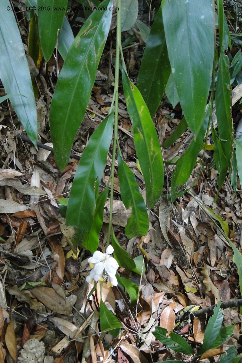 Alpinia, Regalado 1858--Viet Nam. Unknown mountain. 10 May 2011. 131 (8).jpg