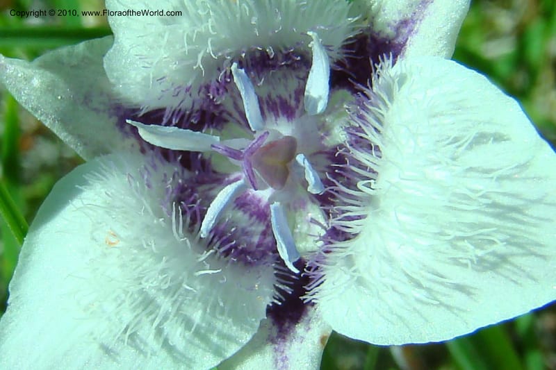 Calochortus elegans, C. Davidson 11376--Idaho. Idaho Co. Salmon River. Polly Bemis Ranch. 27 May 2009. 013.jpg