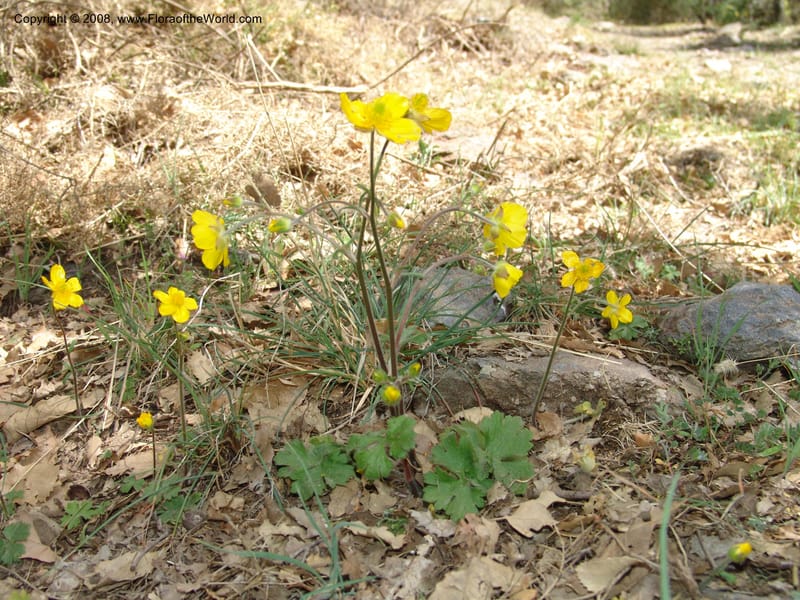 Ranunculus spicatus ssp blepharicatus--Spain. Pr.Granada. Trail upslope from Pampaneira. 20 Apr 05. 046.jpg