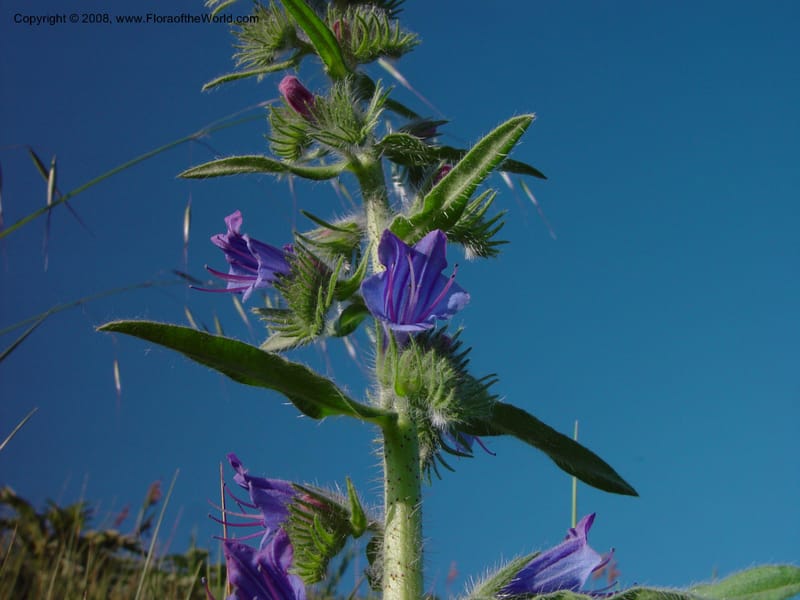 Echium vulgare--Italy. Tuscany. Bettolle, near Hotel Forum. 14 May 02. 030.jpg