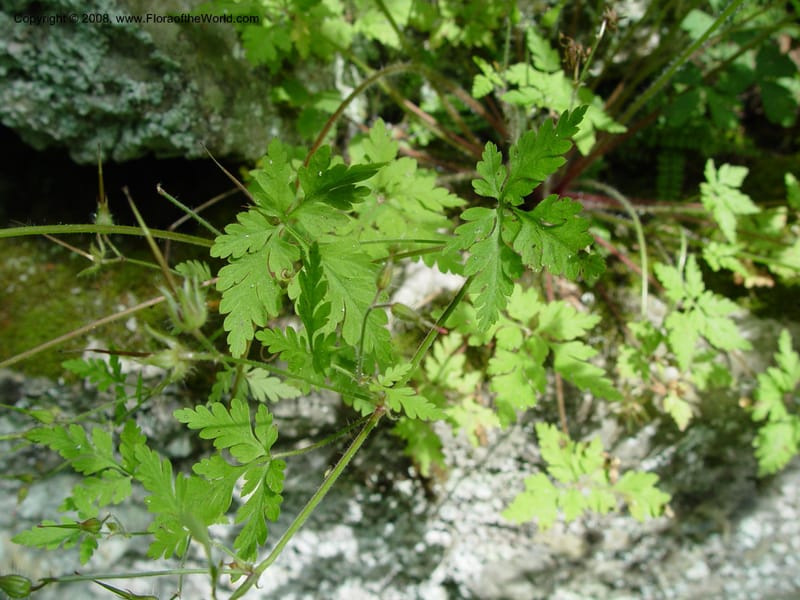 Geranium robertianum--CT. Near Ashley Falls. Bartholomew's Cobble. 28 Jun 03. 056.jpg