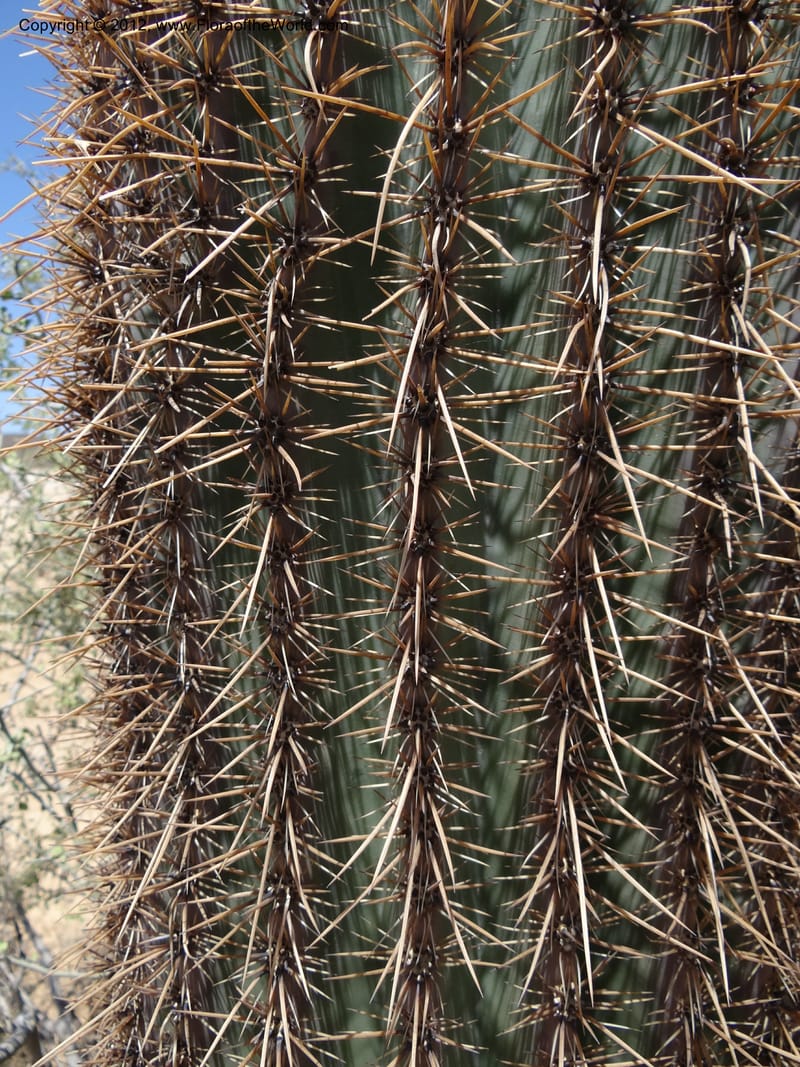 Carnegiea gigantea, Davidson, C 11933--AZ. Yavapai Co. Crown King Rd. 7 May 2012. DSC0894 1 (269).JPG