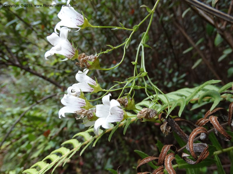 Wahlenbergia fernandeziana, Ricci, M 554.15--Chile. Juan Fernandez. Mirador Selkirk. 23 Feb 2015. DSC09106 (18).JPG