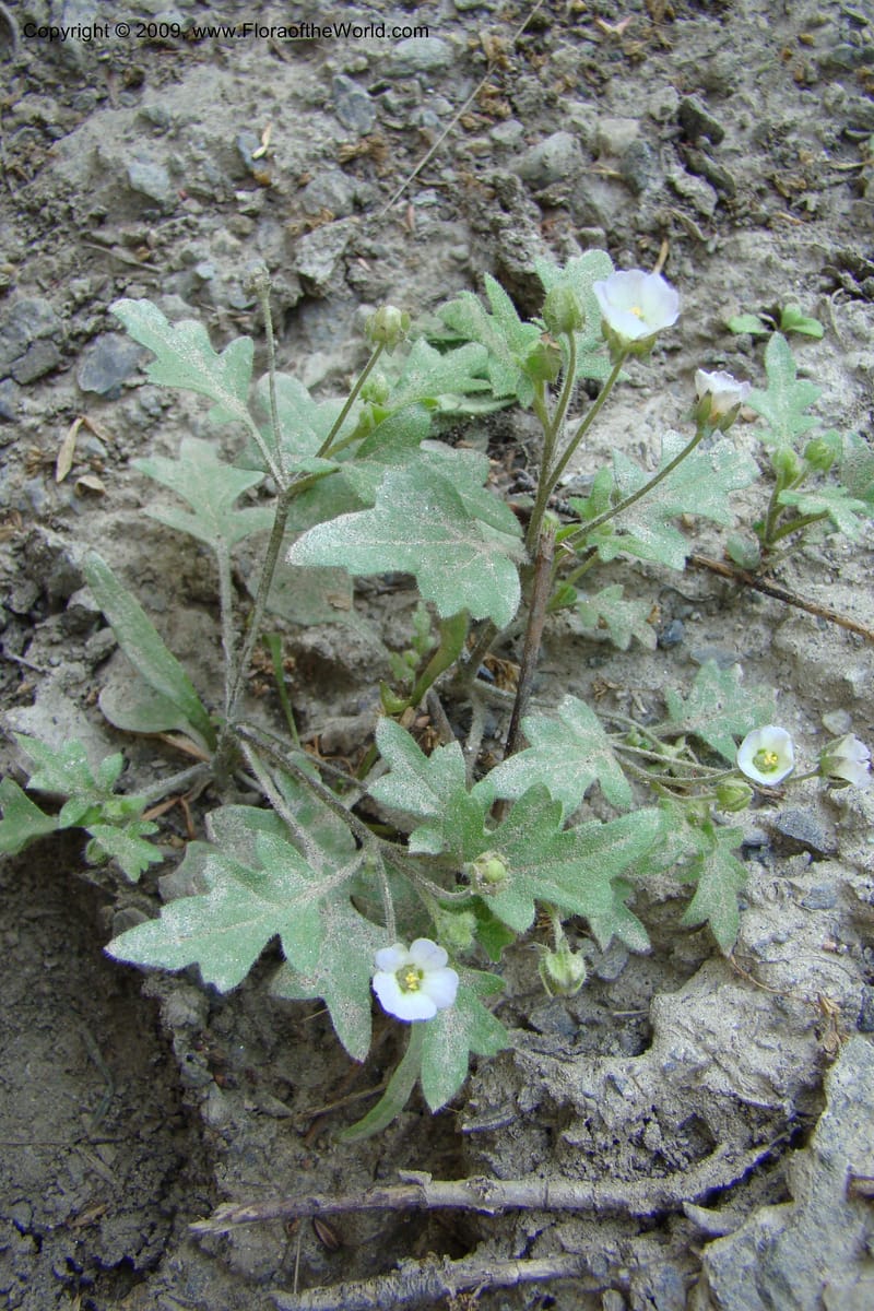 Nemophila kirtleyi, C. Davidson 11355--ID. Idaho Co. Salmon River Rd. 17 May 09. 132.jpg
