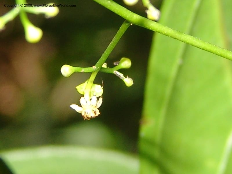 Ocotea, RVasquez33045--Peru. Pillcopata. Qbda Sachavacayoc. 29 Oct 07. 054.jpg
