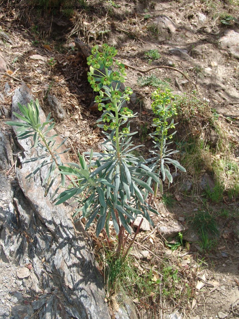 Euphorbia characias--Spain. Pr.Granada. Trail upslope from Pampaneira. 20 Apr 05. 012.jpg
