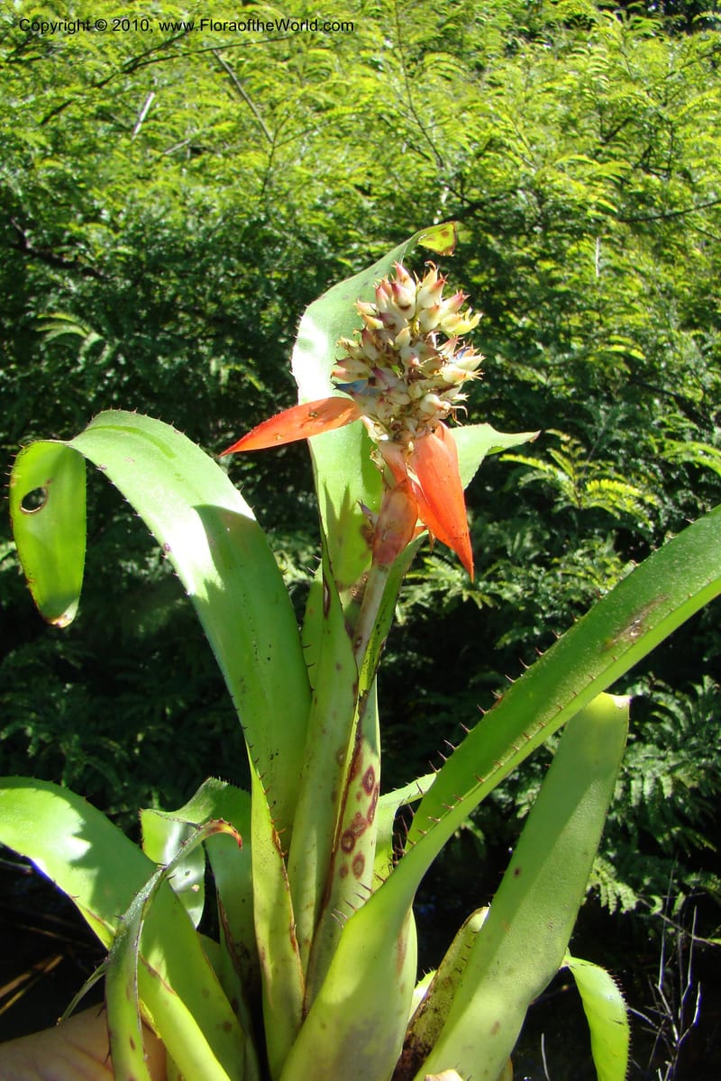Aechmea, R. Vasquez 34537--Peru. Pacaya Samiria. Yantacocha. 5 Nov 08. 048.jpg